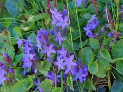 130 Ile de Batz Jardin Georges Delaselle_000028